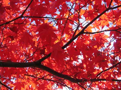 autumn lkeaves