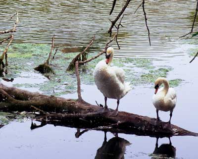 swans