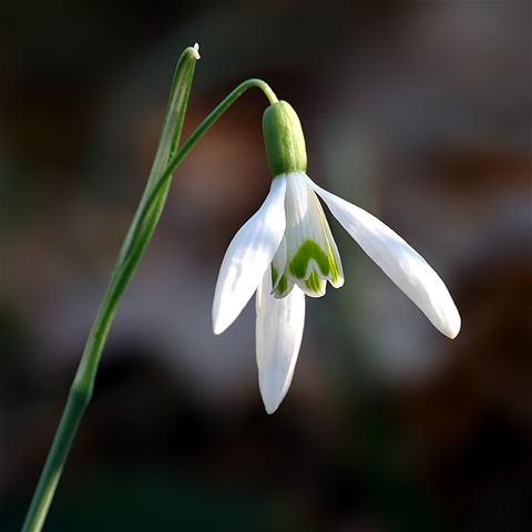 snowdrop